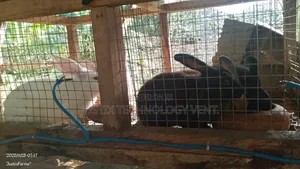 Newzealand Black White Rabbit