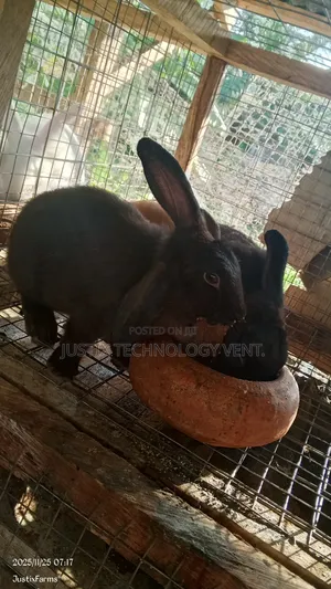 Newzealand Black White Rabbit
