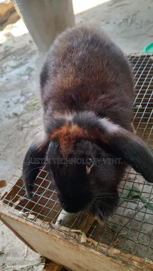Newzealand Black White Rabbit