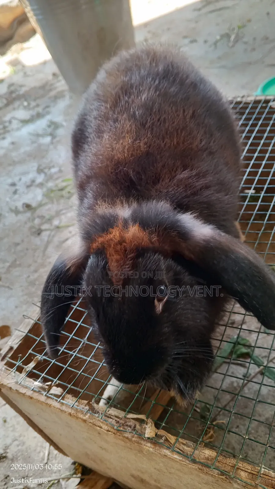 Newzealand Black White Rabbit