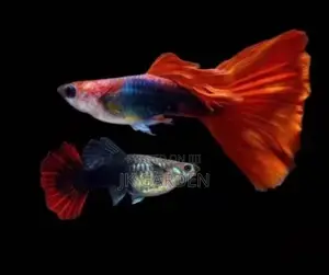 Beautiful Guppy Fish (Brazilian Fan)