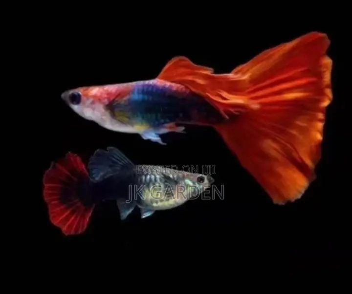 Beautiful Guppy Fish (Brazilian Fan)