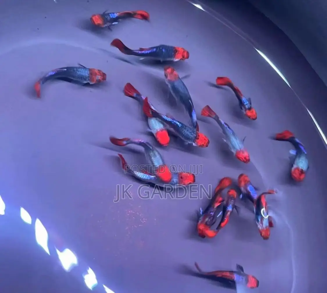 Beautiful Guppy Fish (Blue Noble)
