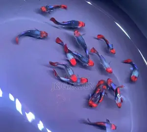 Beautiful Guppy Fish (Blue Noble)