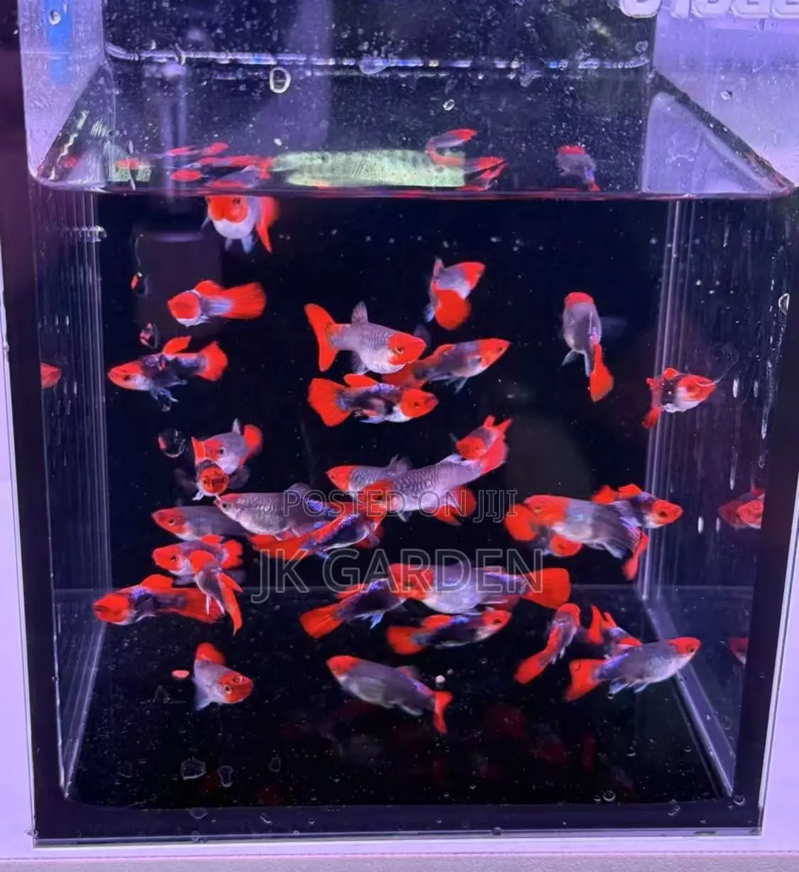 Beautiful Guppy Fish (Blue Noble)