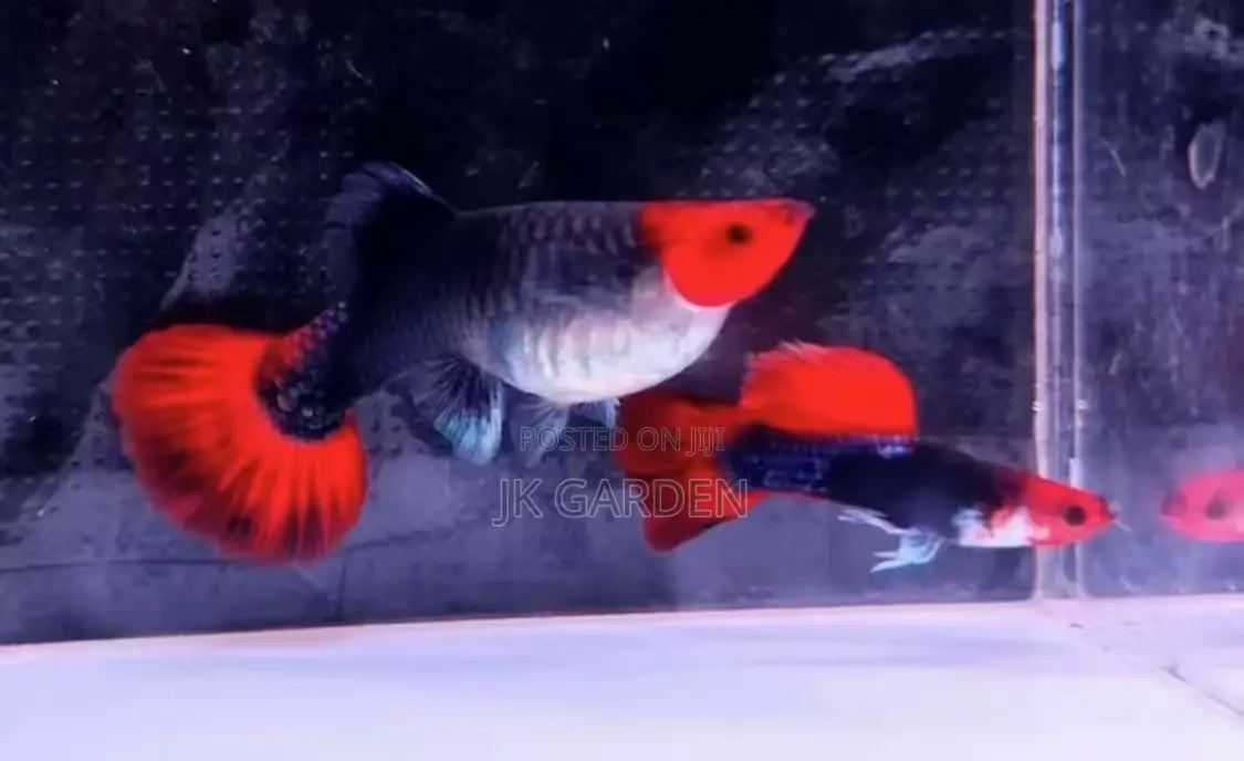 Beautiful Guppy Fish (Blue Noble)