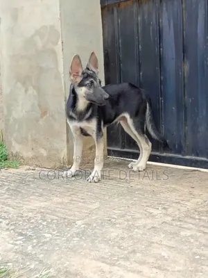 3-6 months Male Purebred German Shepherd