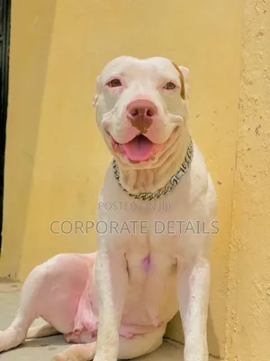 1+ year Female Purebred American Pit Bull Terrier