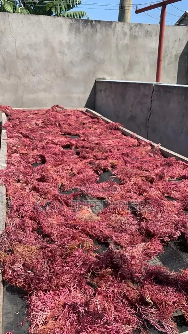 Bulk Sea Moss