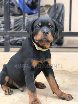 3-6 months Male Purebred Rottweiler