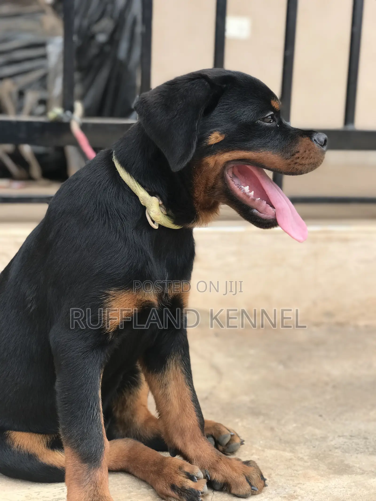3-6 months Male Purebred Rottweiler