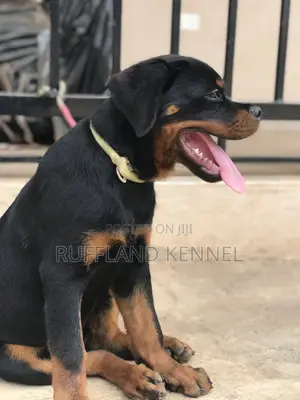3-6 months Male Purebred Rottweiler