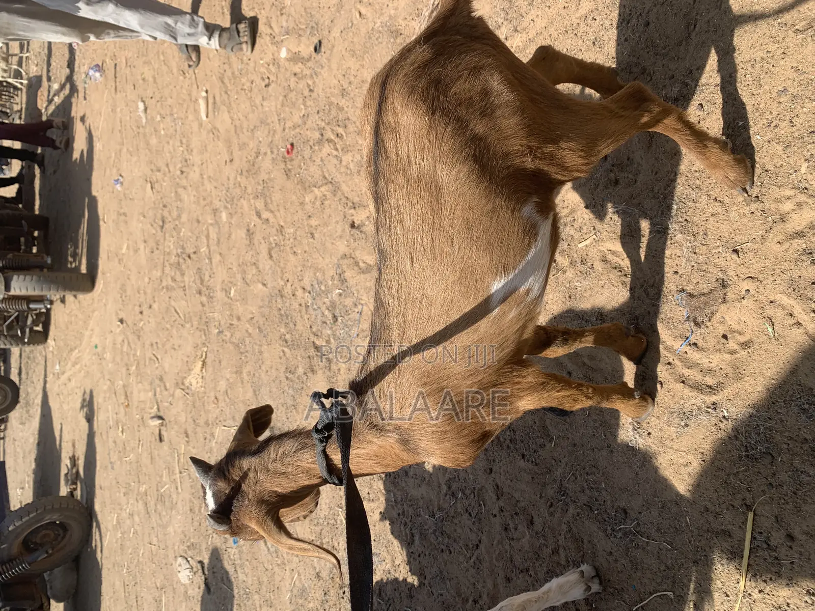 Male Goat for Sale
