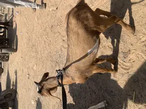 Male Goat for Sale