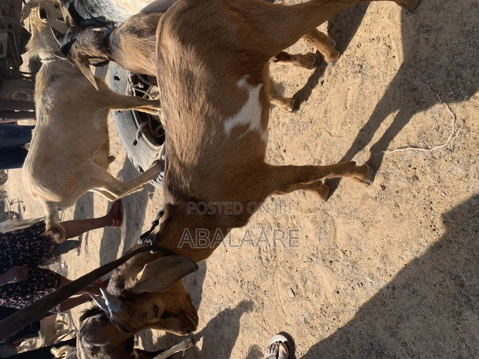 Male Goat for Sale
