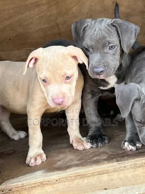 1-3 months Male Purebred American Pit Bull Terrier