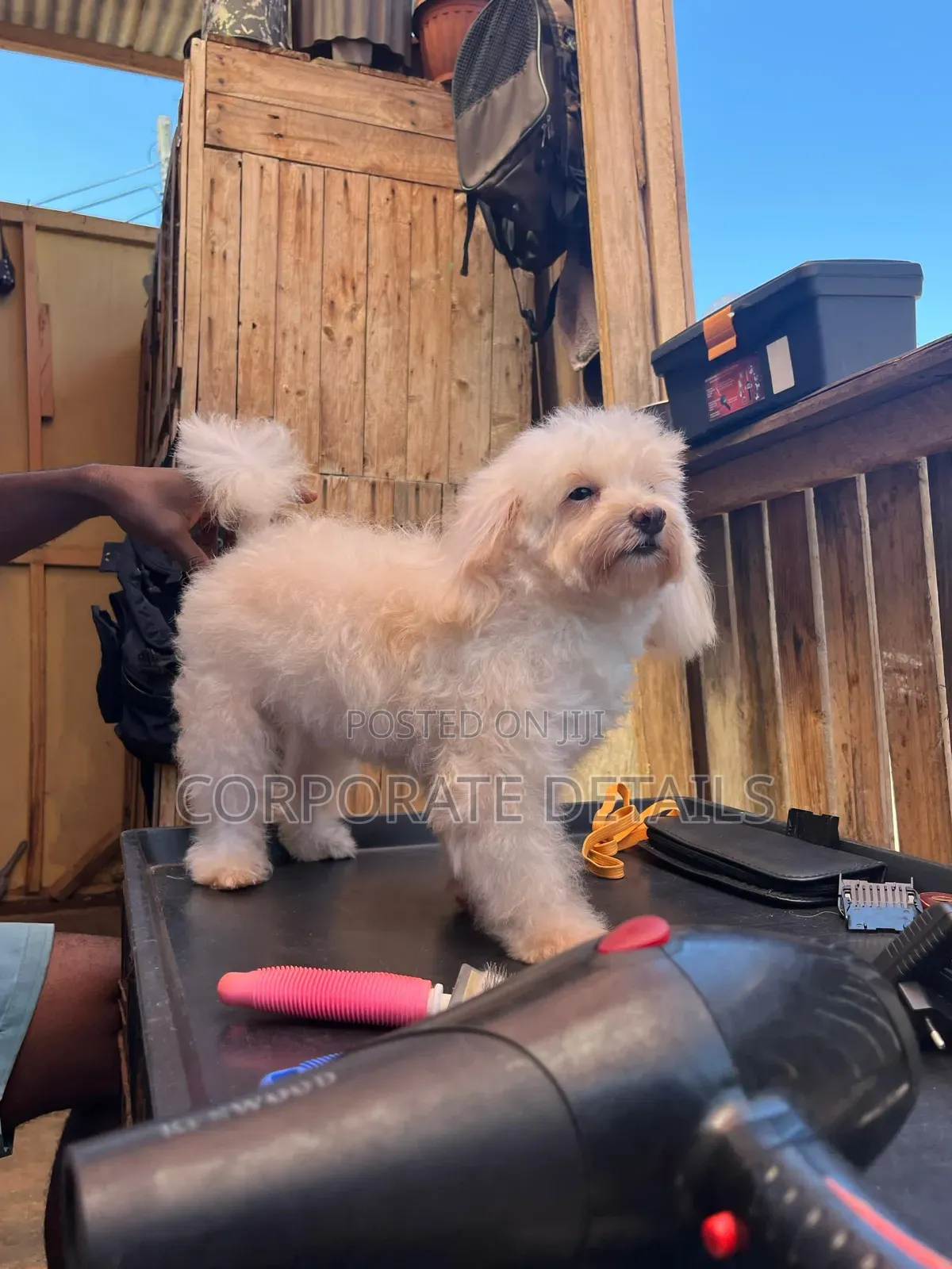 1-3 months Female Purebred Maltese
