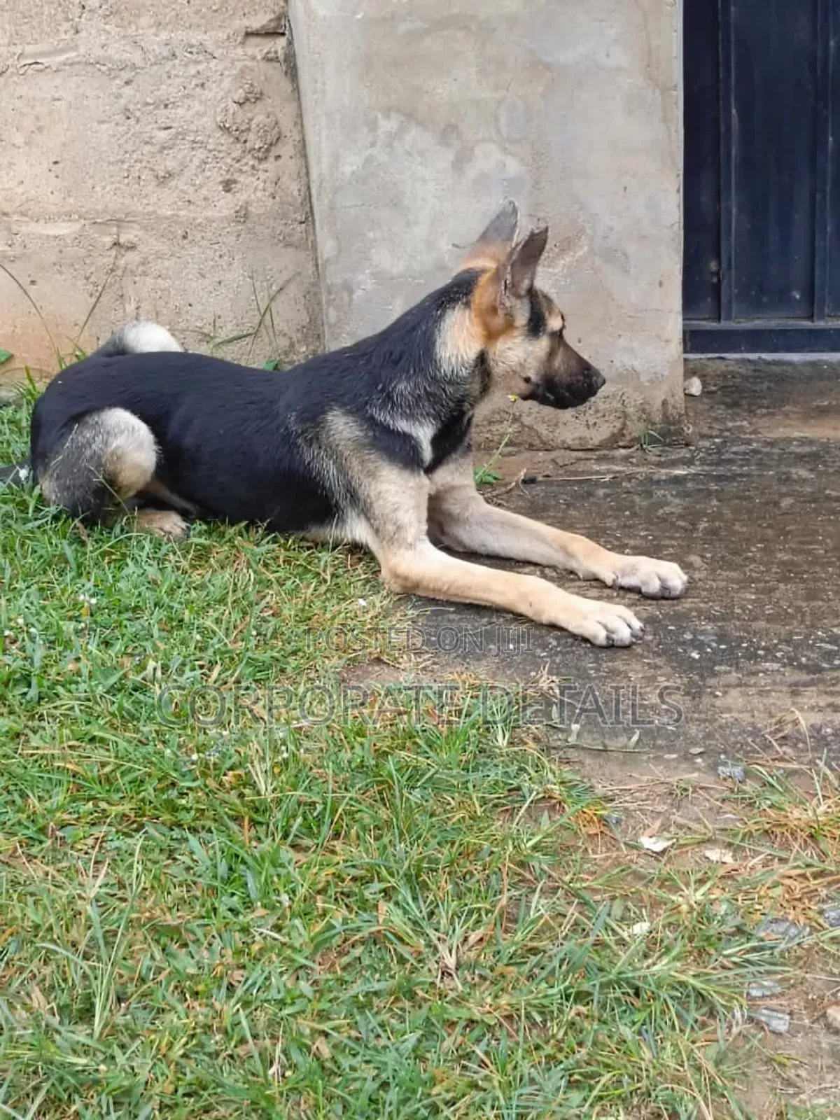 1-3 months Female Purebred German Shepherd