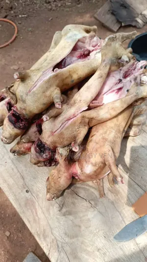 Fresh Rabbit Meat