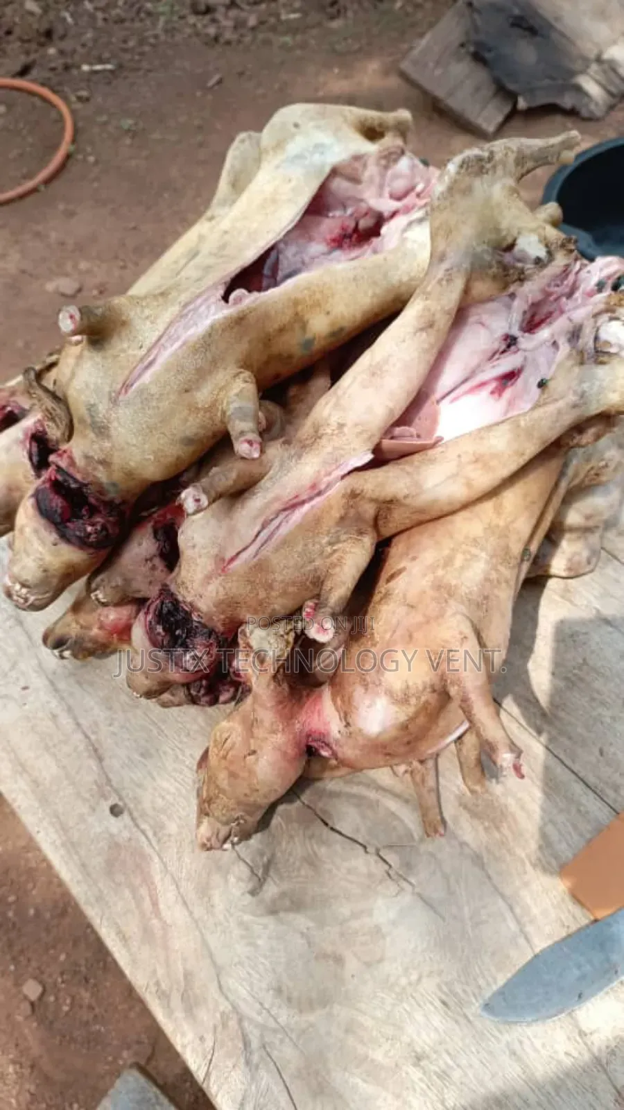 Fresh Rabbit Meat