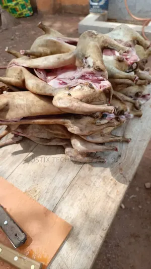 Fresh Rabbit Meat