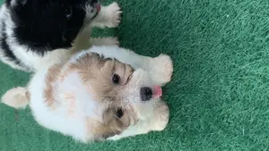 1-3 months Female Purebred Poodle
