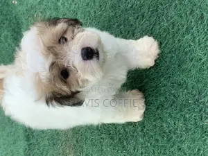 1-3 months Female Purebred Poodle