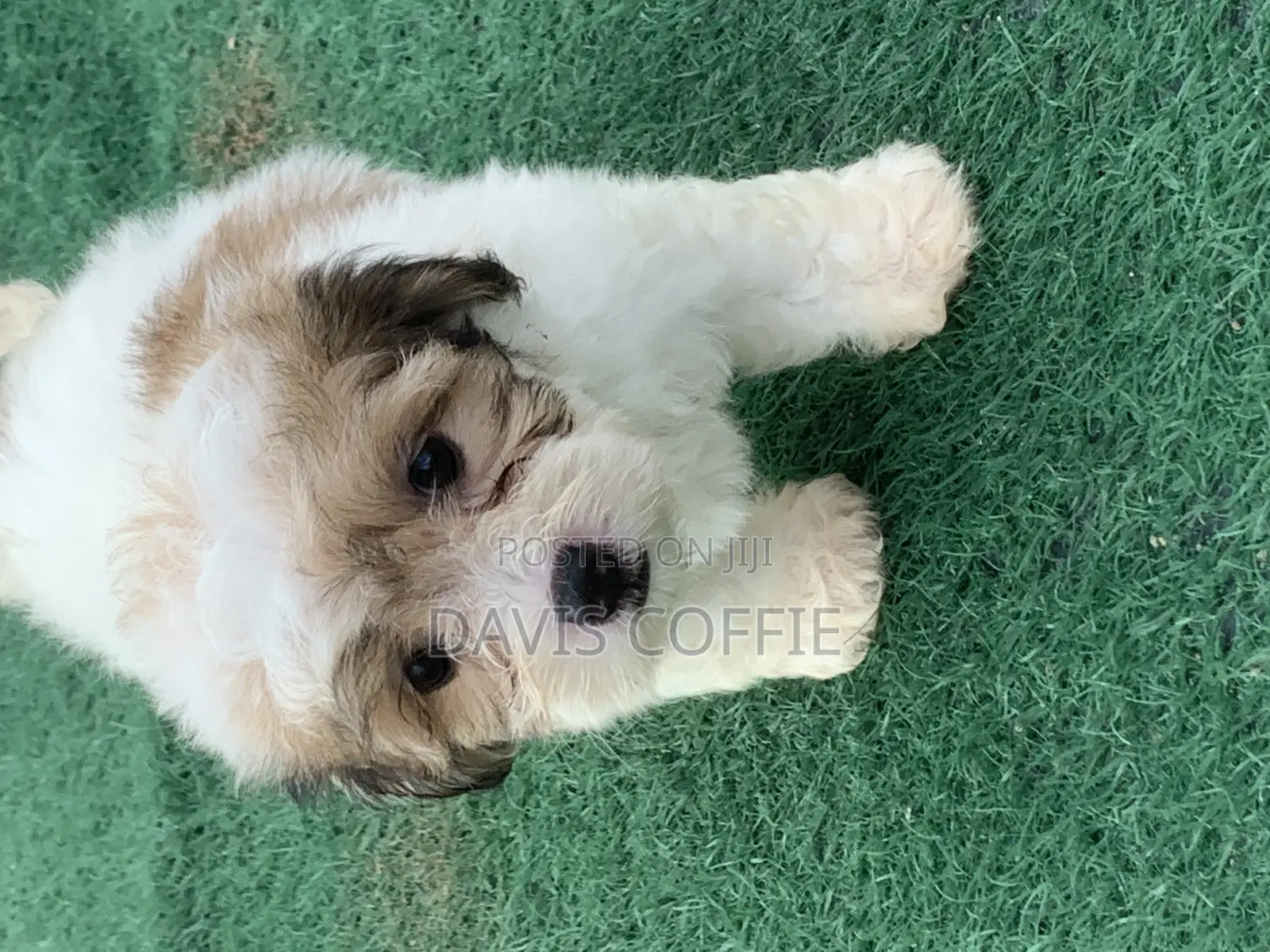 1-3 months Female Purebred Poodle