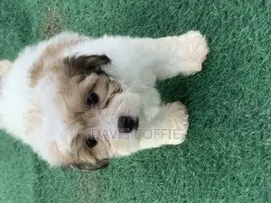 1-3 months Female Purebred Poodle