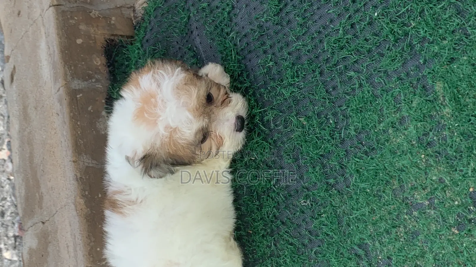 1-3 months Female Purebred Poodle