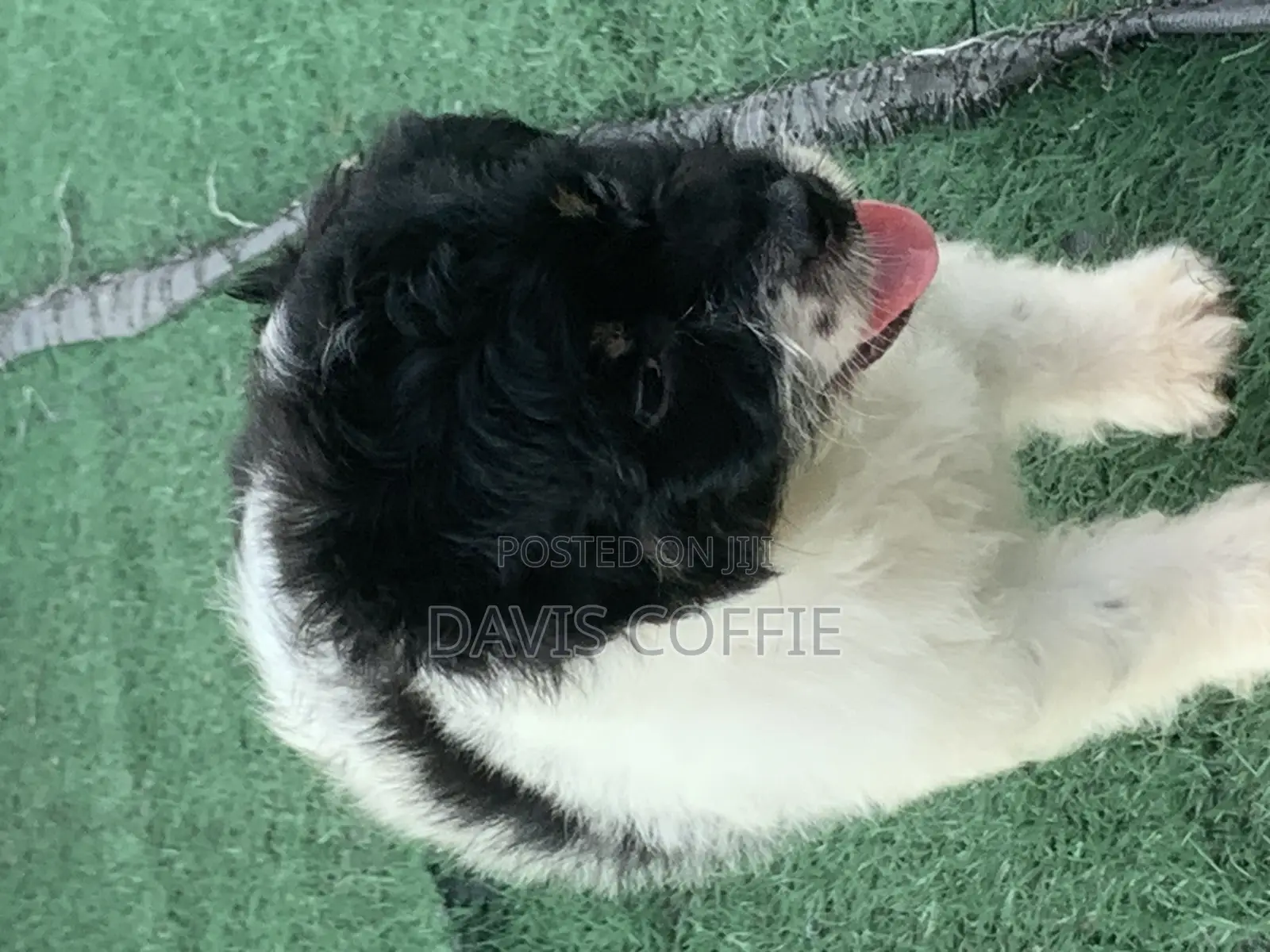 1-3 months Female Purebred Poodle