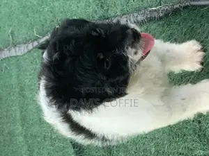 1-3 months Female Purebred Poodle