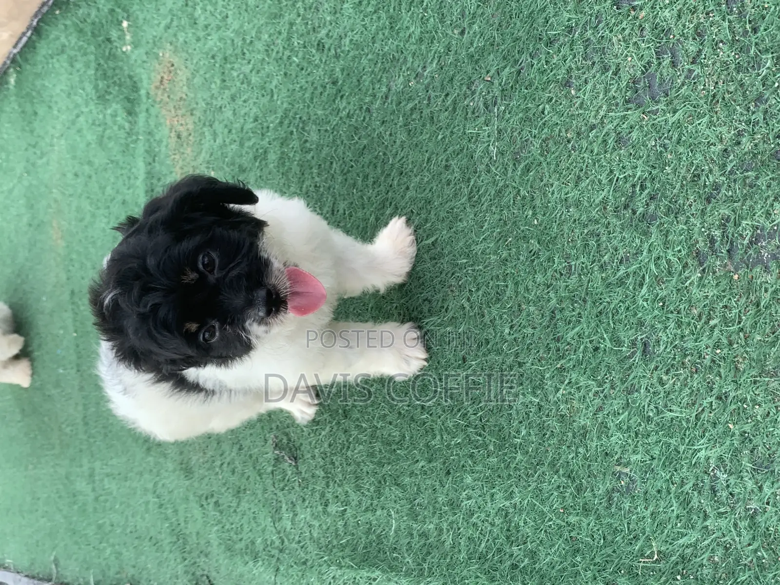 1-3 months Female Purebred Poodle