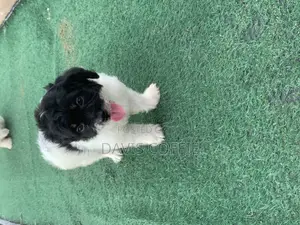 1-3 months Female Purebred Poodle
