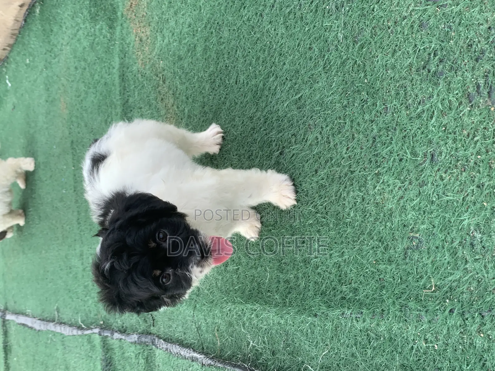 1-3 months Female Purebred Poodle