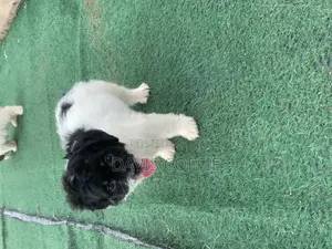 1-3 months Female Purebred Poodle