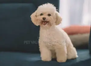 1-3 months Female Purebred Maltese
