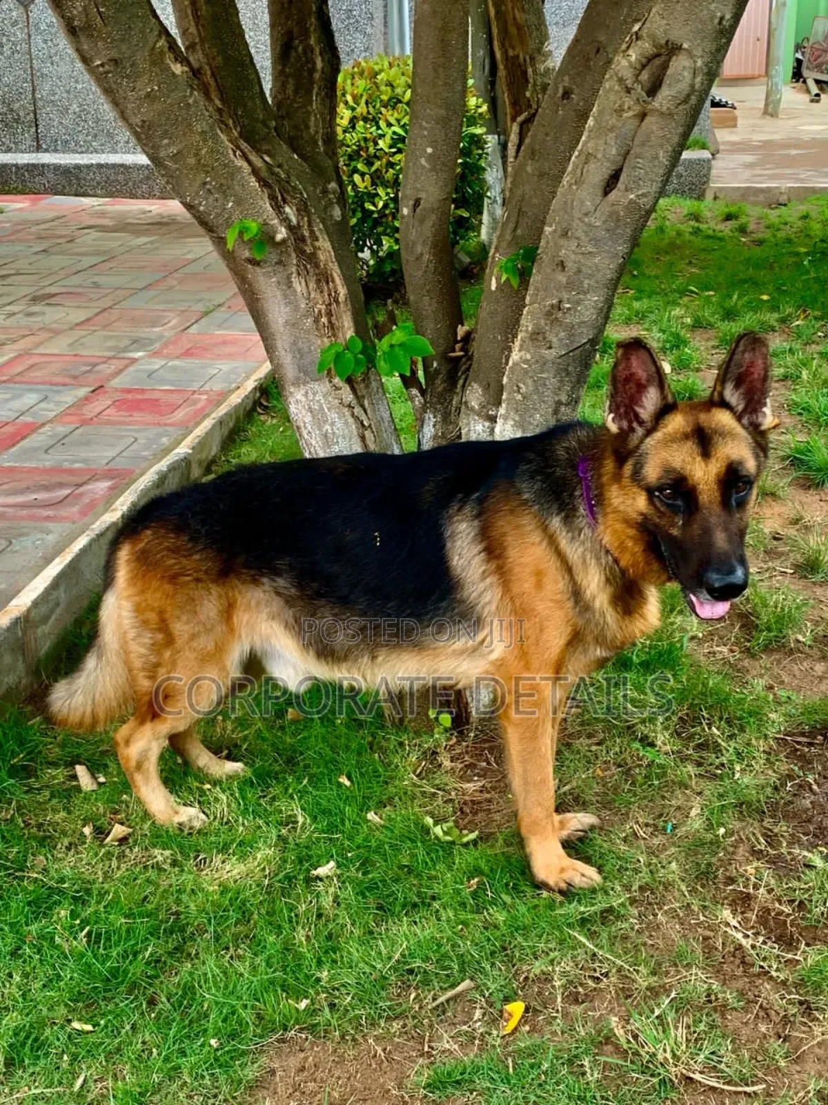 1+ year Female Purebred German Shepherd