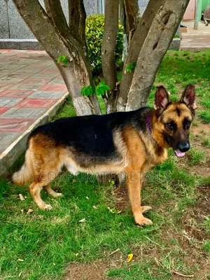 1+ year Female Purebred German Shepherd