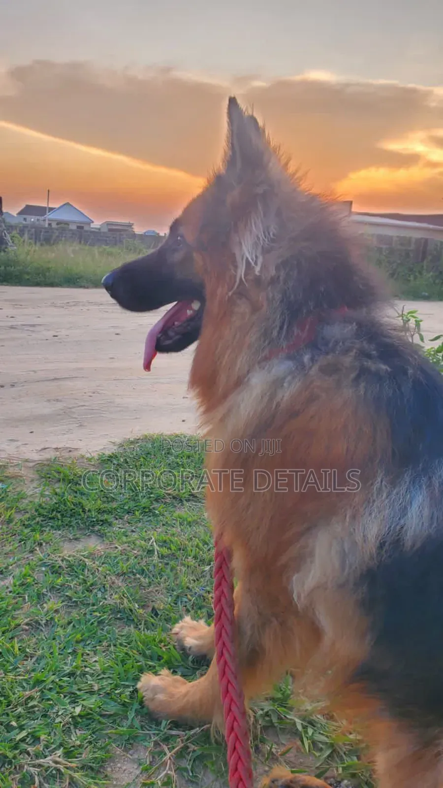 1+ year Female Purebred German Shepherd