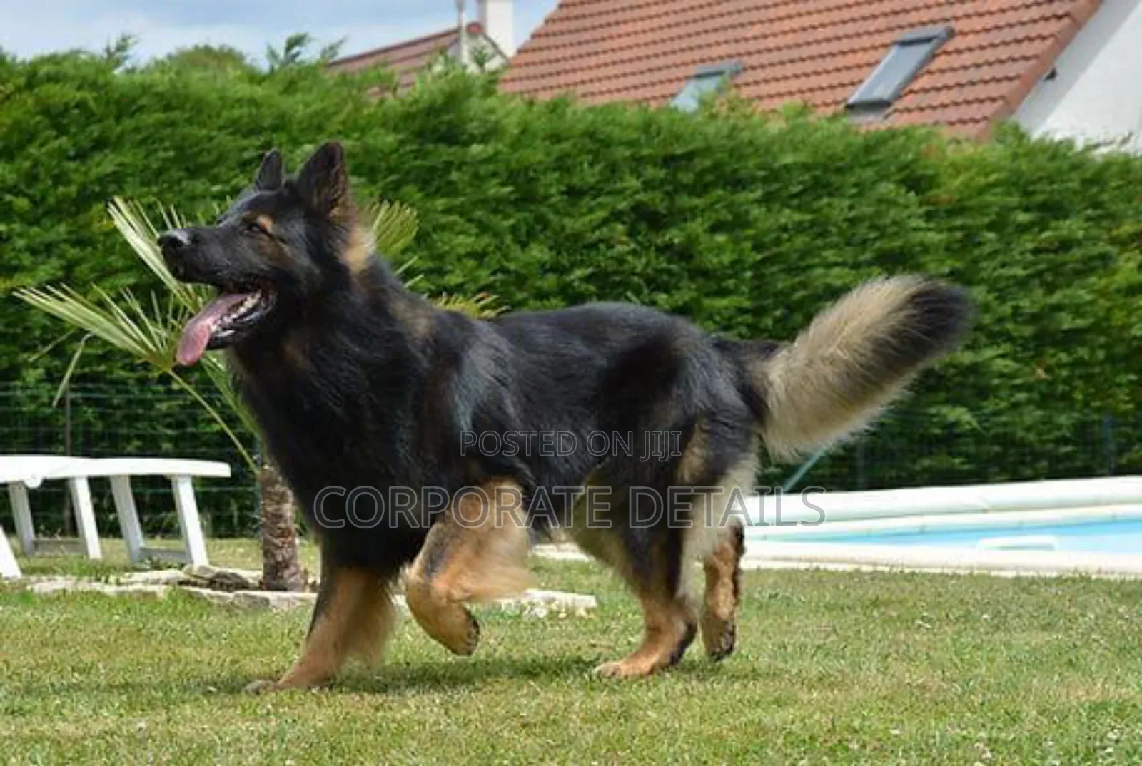 1+ year Female Purebred German Shepherd