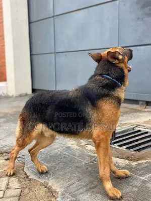1+ year Female Purebred German Shepherd