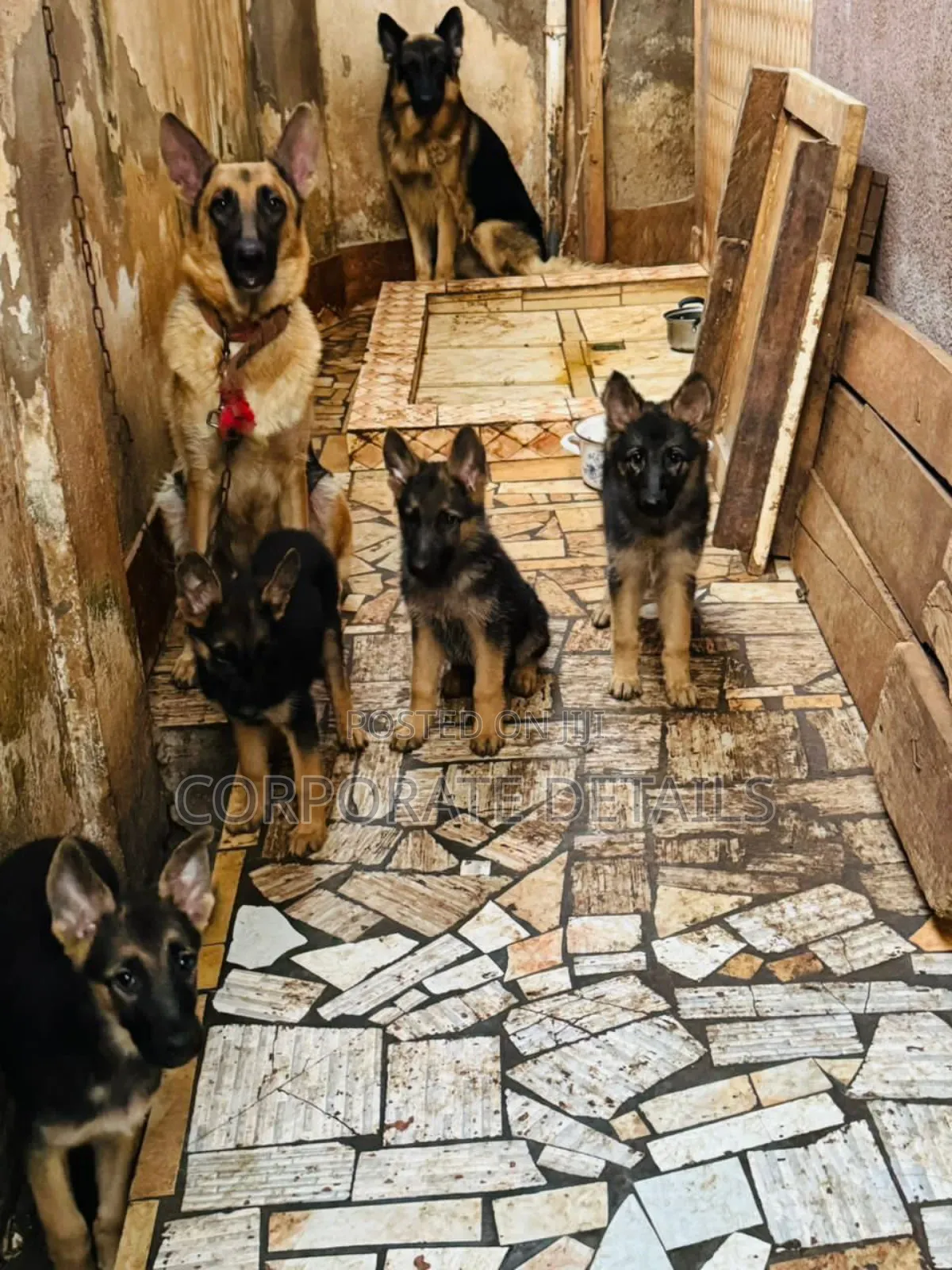 6-12 months Female Purebred German Shepherd