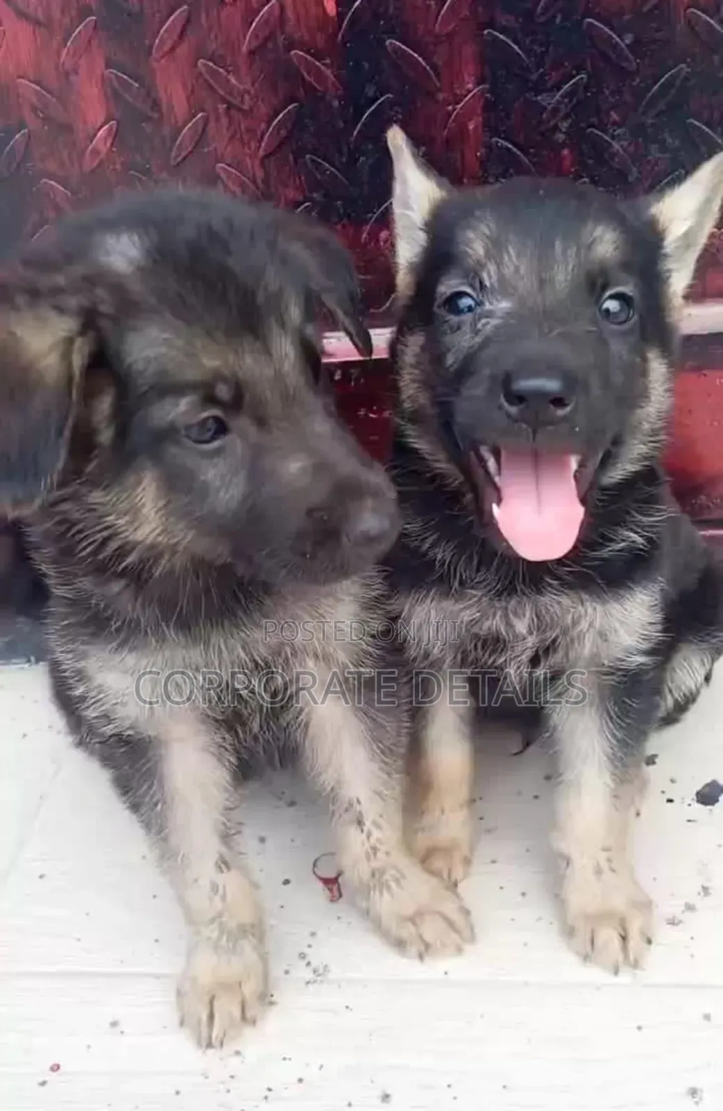1-3 months Male Purebred German Shepherd