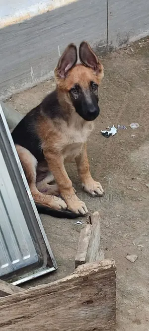 3-6 months Male Purebred German Shepherd