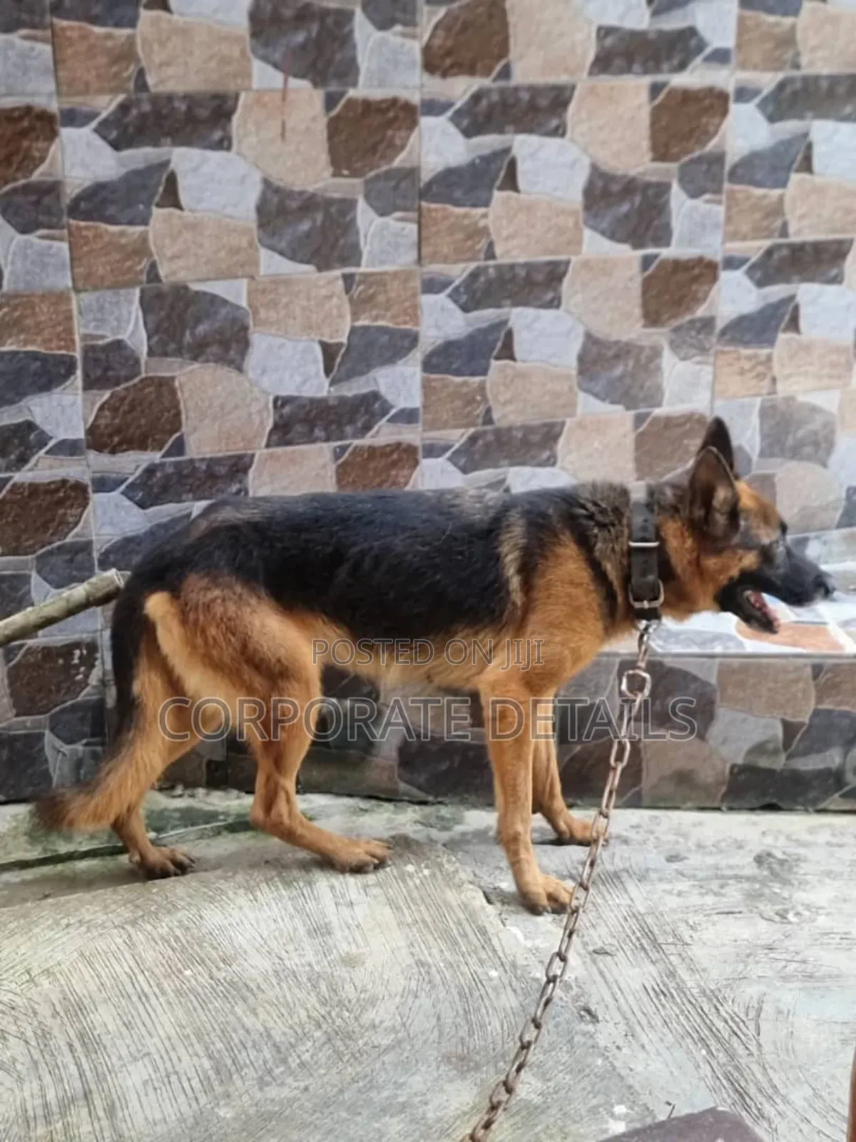 3-6 months Male Purebred German Shepherd