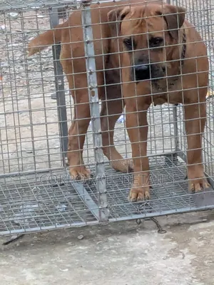 6-12 months Male Purebred Boerboel
