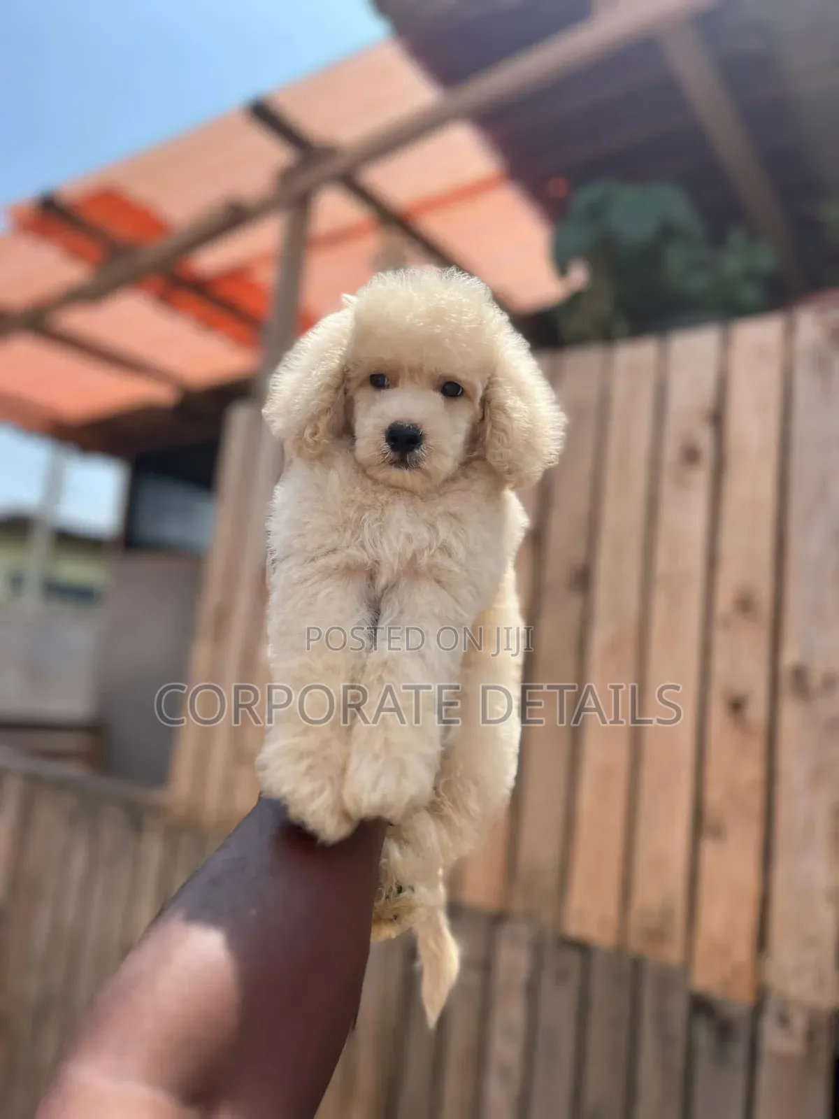 3-6 months Female Purebred Poodle