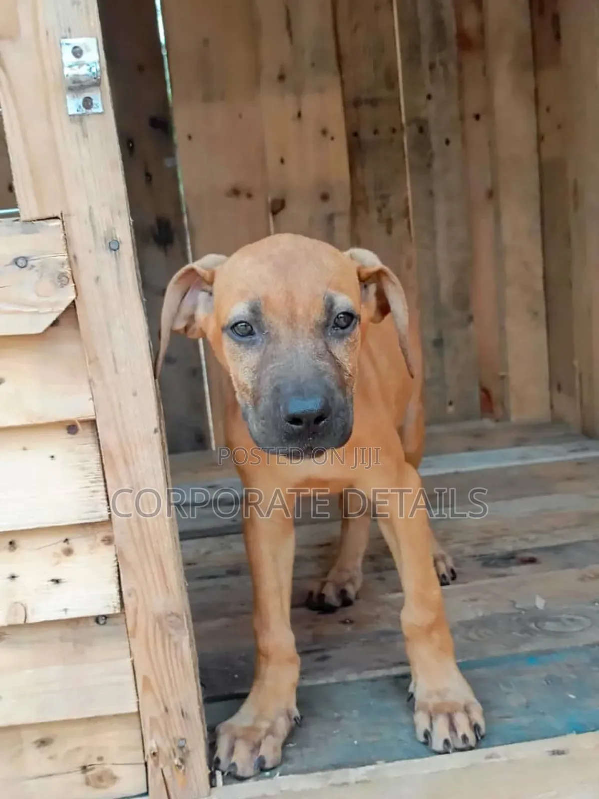 1-3 months Male Purebred Boerboel