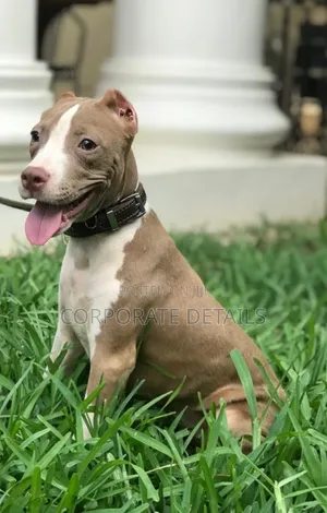 1-3 months Male Purebred American Pit Bull Terrier